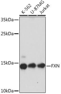 Western blot - FXN Rabbit pAb (A16853)