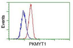 Flow Cytometry: PKMYT1 Antibody (5E1) [NBP2-02275] - Analysis of Hela cells, using anti-PKMYT1 antibody, (Red), compared to a nonspecific negative control antibody (Blue).