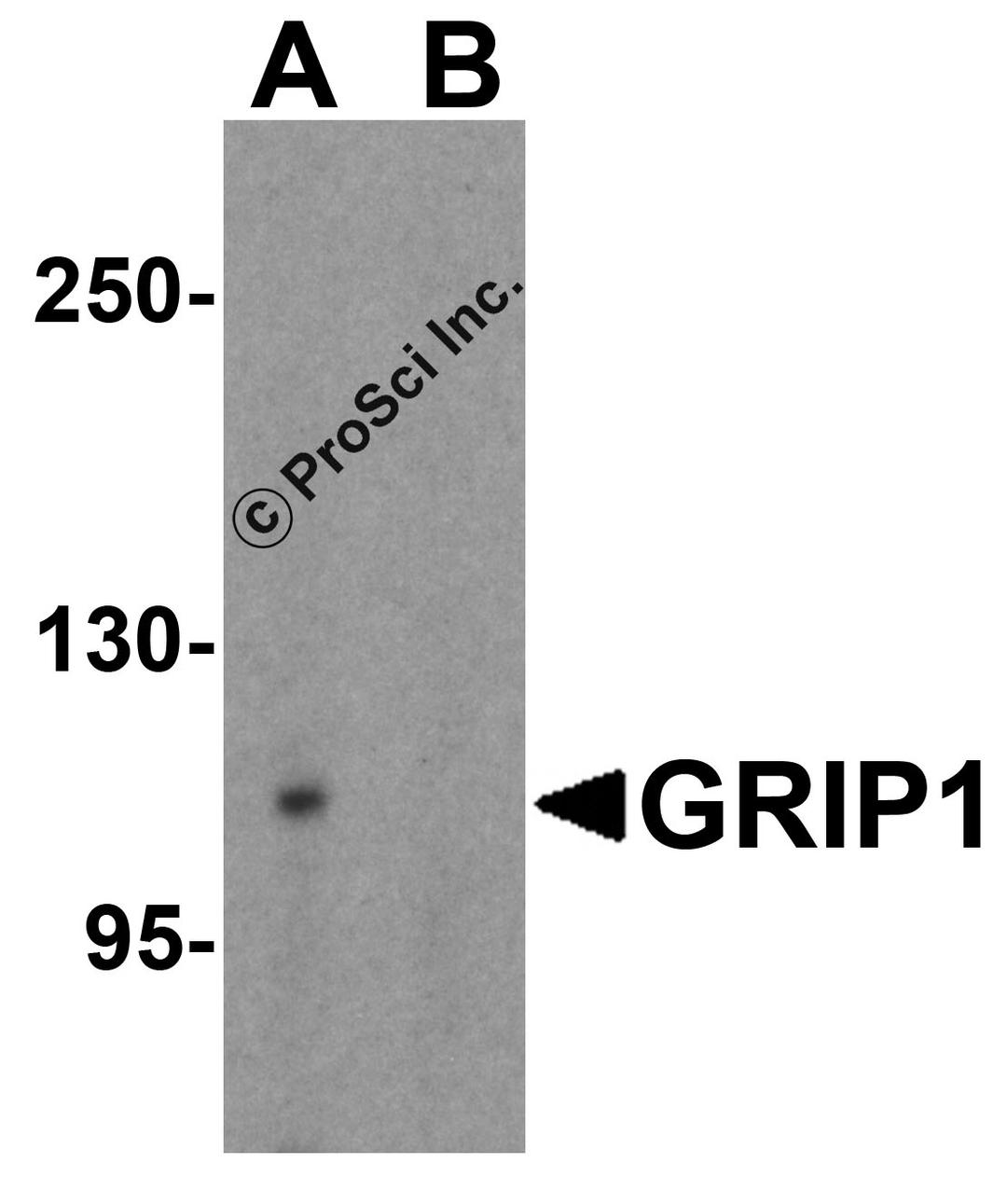 Western blot analysis of GRIP1 in 293 cell lysate with GRIP1 antibody at 1 μg/mL in (A) the absence and (B) the presence of blocking peptide.