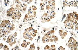 Antibody used in IHC on Human Muscle.