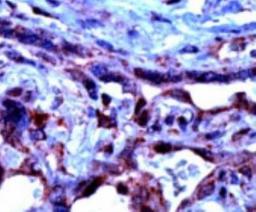 Immunohistochemistry-Paraffin: TGF beta 1/2/3 Antibody [NBP1-72193] - Human placenta stained with Anti-TGF-beta at 1:100 for 10  min @ RT. Staining of formalin-fixed tissue requires boiling  tissue sections in 10 mM Citrate Buffer, pH 6.0 for 10 min followed by cooling at RT for 20 min.