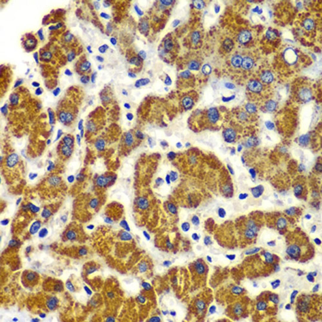 Immunohistochemistry  - SMAD9 antibody (A7518)