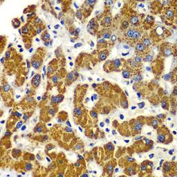 Immunohistochemistry - SMAD9 antibody (A7518)