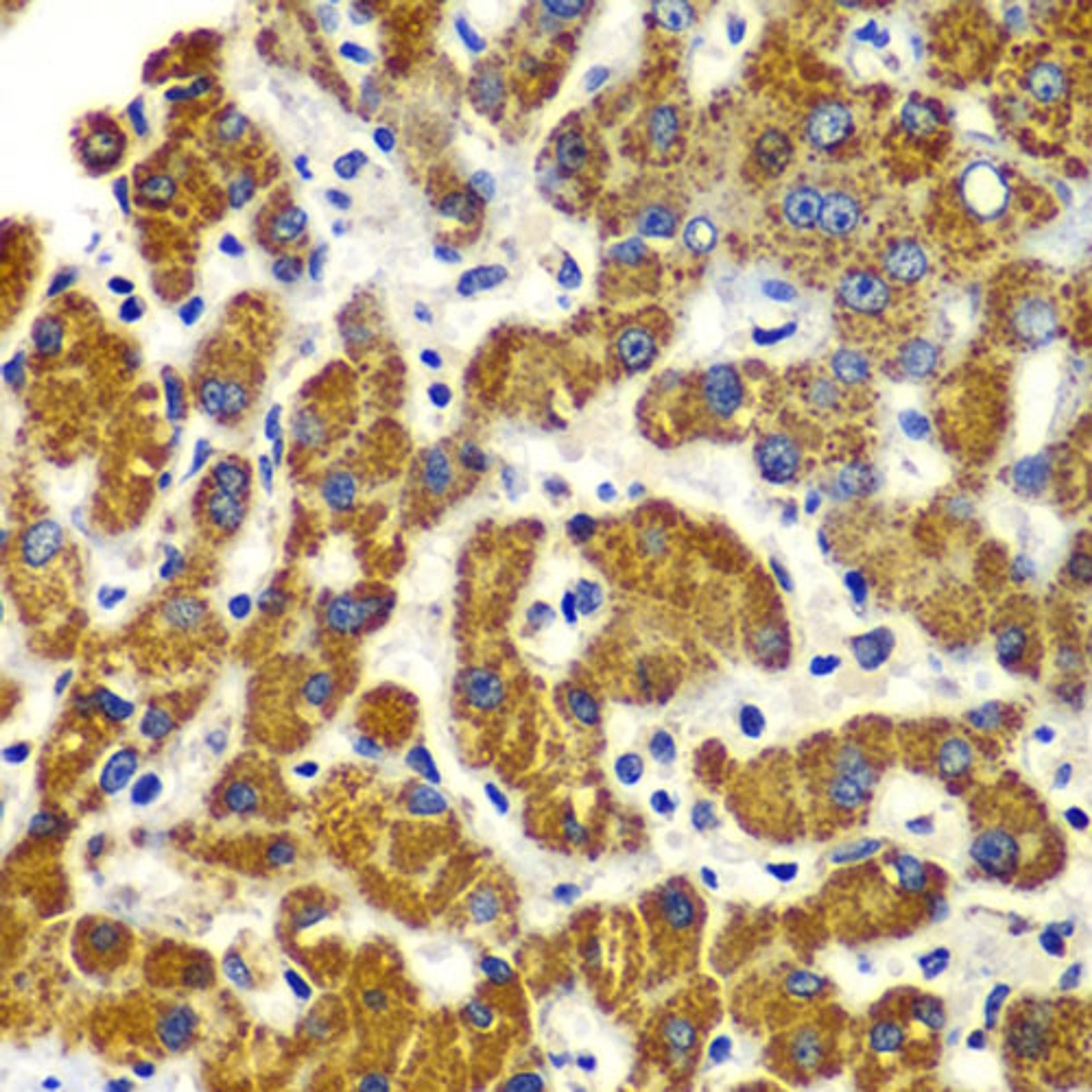 Immunohistochemistry - SMAD9 antibody (A7518)