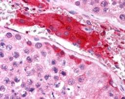 45-746 (2.5ug/ml) staining of paraffin embedded Human Testis. Steamed antigen retrieval with citrate buffer pH 6, AP-staining.