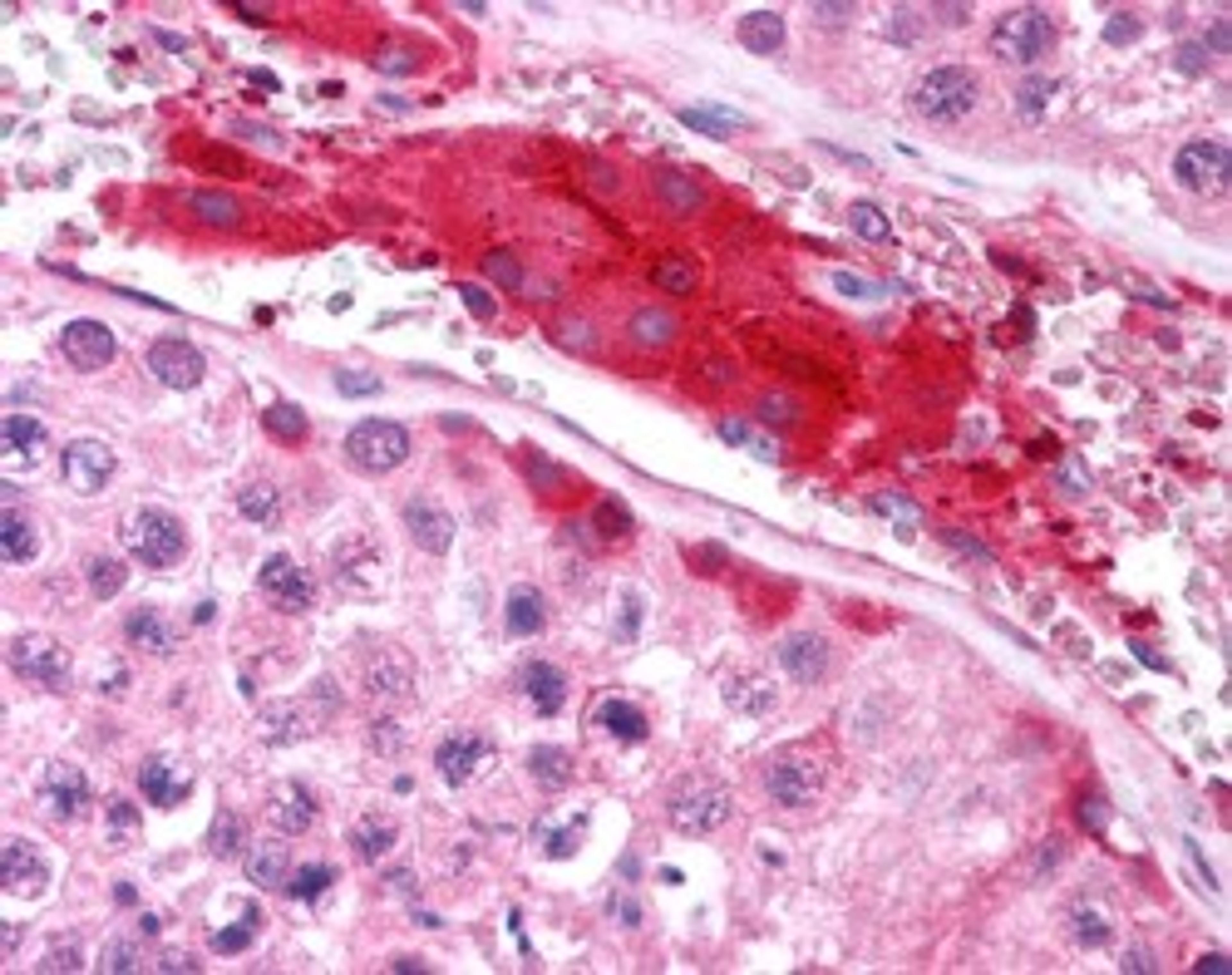 45-746 (2.5ug/ml) staining of paraffin embedded Human Testis. Steamed antigen retrieval with citrate buffer pH 6, AP-staining.