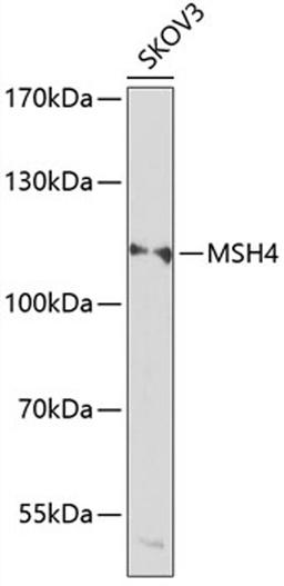 Western blot - MSH4 antibody (A14027)