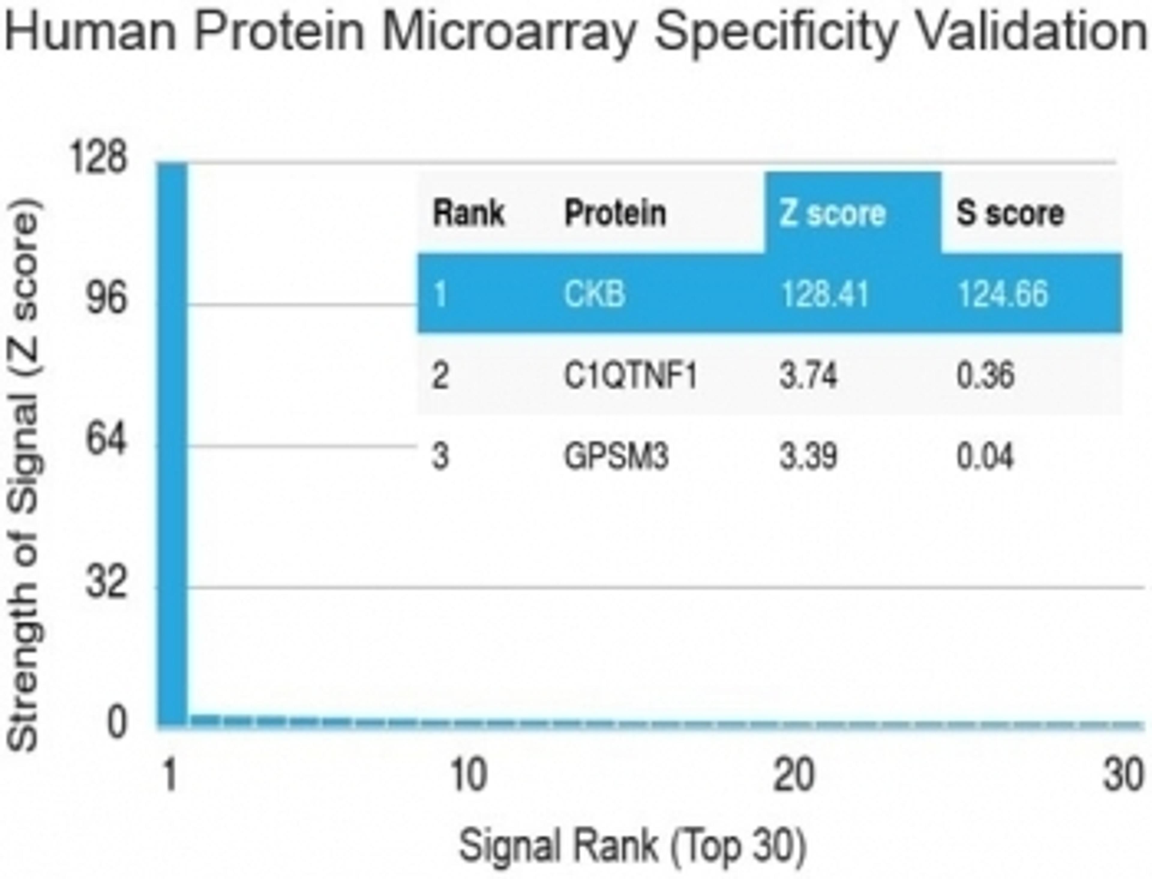 Analysis of HuProt(TM) microarray containing more than 19,000 full-length human proteins using Creatine kinase B type antibody (clone 2ba6).  Z- and S- score: The Z-score represents the strength of a signal that an antibody (in combination with a fluoresc