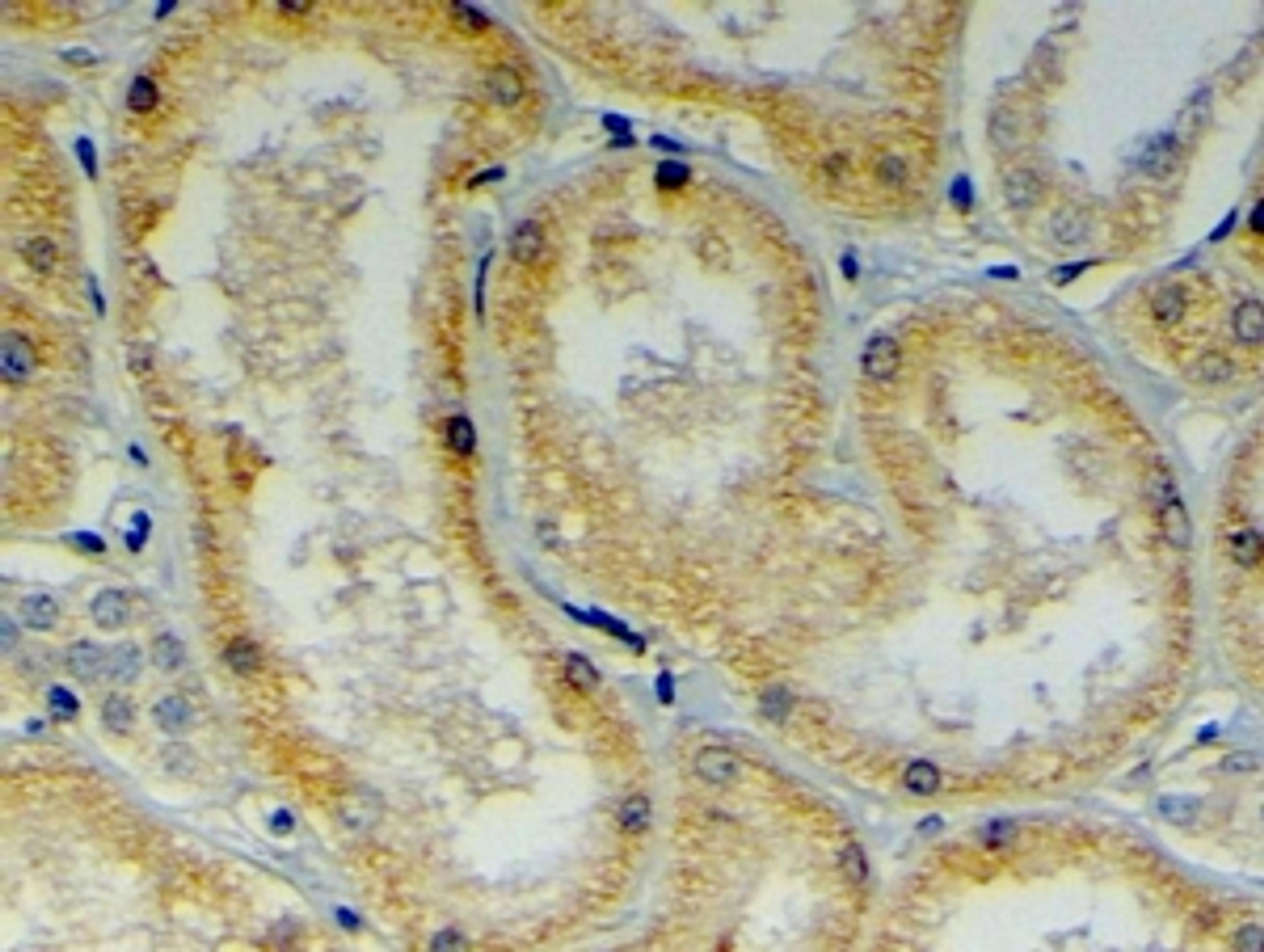 45-877 (4ug/ml) staining of paraffin embedded Human Kidney. Steamed antigen retrieval with citrate buffer pH 6, HRP-staining.