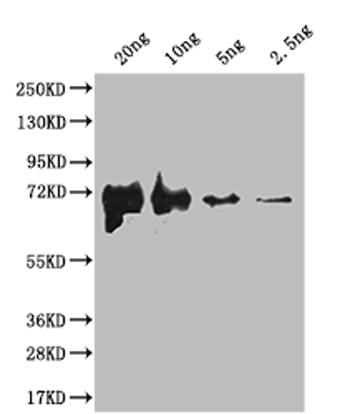 Western Blot. Positive WB detected in Recombinant protein. All lanes: fliC antibody at 1:2000. Secondary. Goat polyclonal to rabbit IgG at 1/50000 dilution. Predicted band size: 67.3 kDa. Observed band size: 68 kDa.