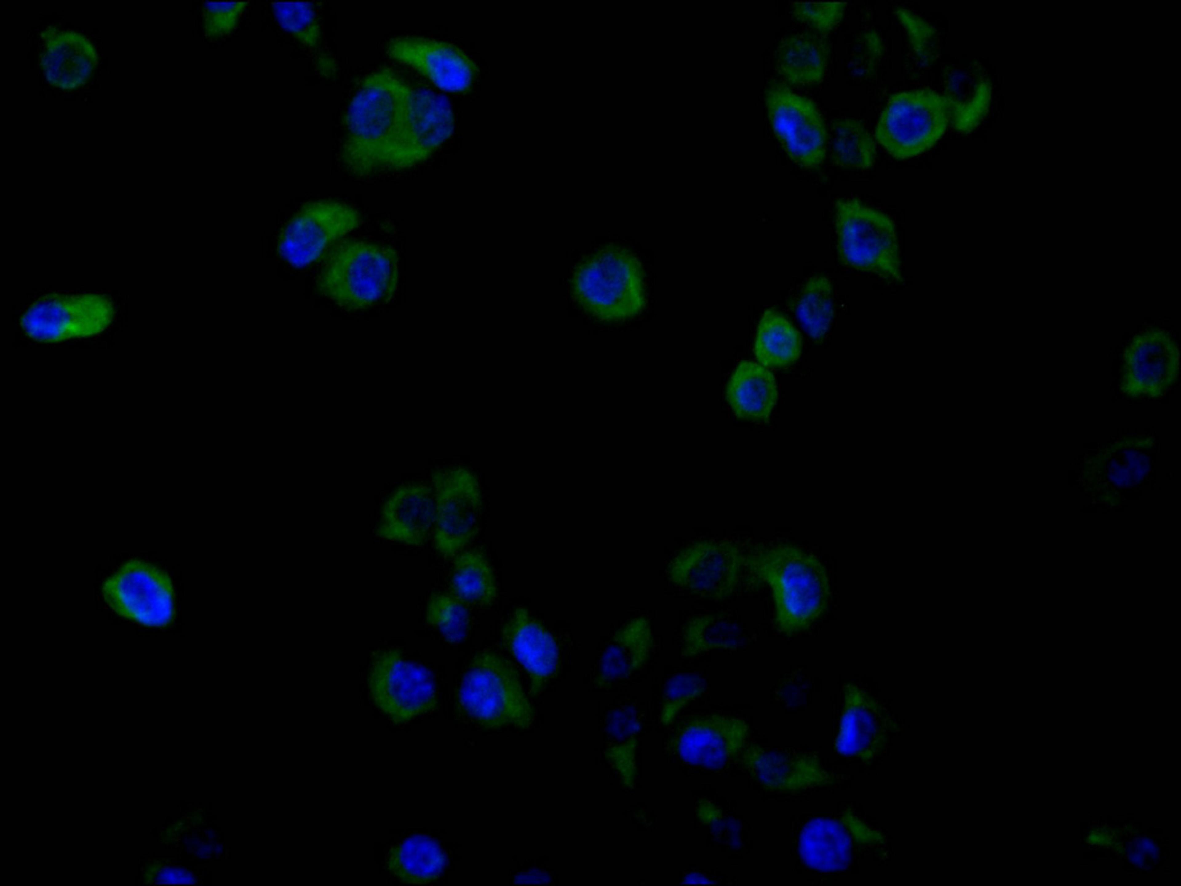 Immunofluorescence staining of Hela cell with CSB-RA009514MA2HU at 1:30, counter-stained with DAPI. The cells were fixed in 4% formaldehyde and blocked in 10% normal Goat Serum. The cells were then incubated with the antibody overnight at 4C. The secondary antibody was FITC-conjugated AffiniPure Goat Anti-Human IgG(H+L).