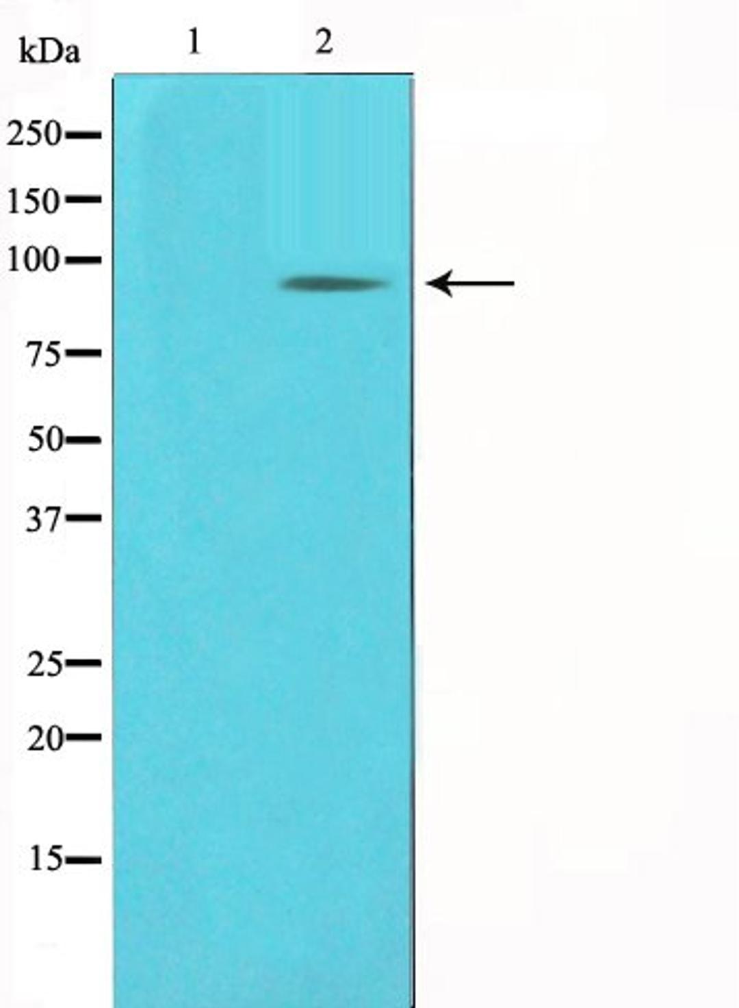 Western blot analysis of COLO205 cell lysate using PCAF antibody