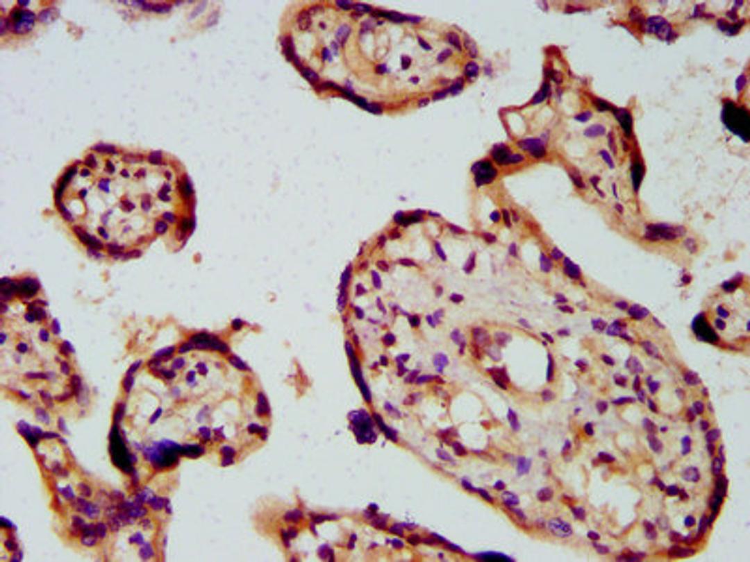 IHC image of CSB-PA622660LA01HU diluted at 1:600 and staining in paraffin-embedded human placenta tissue performed on a Leica BondTM system. After dewaxing and hydration, antigen retrieval was mediated by high pressure in a citrate buffer (pH 6.0). Section was blocked with 10% normal goat serum 30min at RT. Then primary antibody (1% BSA) was incubated at 4&deg;C overnight. The primary is detected by a biotinylated secondary antibody and visualized using an HRP conjugated SP system.
