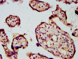 IHC image of CSB-PA622660LA01HU diluted at 1:600 and staining in paraffin-embedded human placenta tissue performed on a Leica BondTM system. After dewaxing and hydration, antigen retrieval was mediated by high pressure in a citrate buffer (pH 6.0). Section was blocked with 10% normal goat serum 30min at RT. Then primary antibody (1% BSA) was incubated at 4&deg;C overnight. The primary is detected by a biotinylated secondary antibody and visualized using an HRP conjugated SP system.