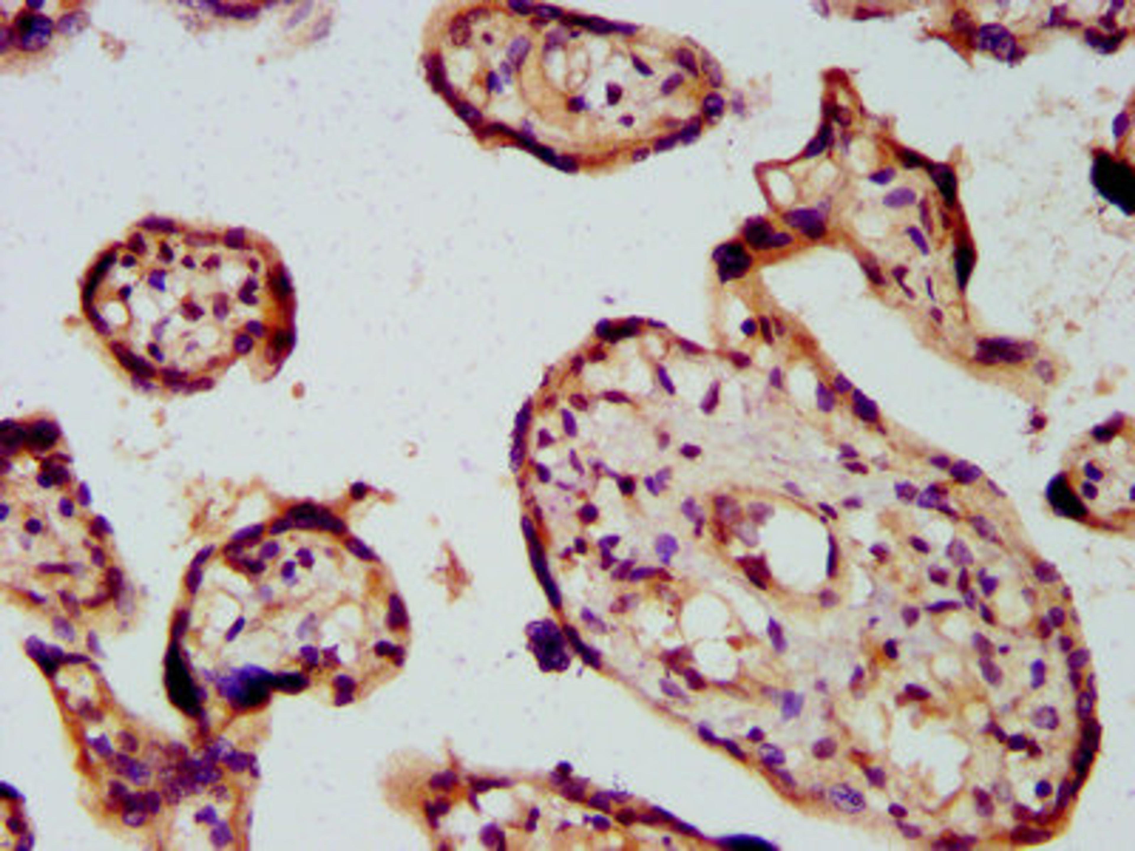 IHC image of CSB-PA622660LA01HU diluted at 1:600 and staining in paraffin-embedded human placenta tissue performed on a Leica BondTM system. After dewaxing and hydration, antigen retrieval was mediated by high pressure in a citrate buffer (pH 6.0). Section was blocked with 10% normal goat serum 30min at RT. Then primary antibody (1% BSA) was incubated at 4&deg;C overnight. The primary is detected by a biotinylated secondary antibody and visualized using an HRP conjugated SP system.