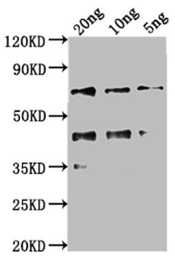 Western Blot. Positive WB detected in Recombinant protein. All lanes: kaiC antibody at 1:2000. Secondary. Goat polyclonal to rabbit IgG at 1/50000 dilution. Predicted band size: 56.8 kDa. Observed band size: 69 kDa. 