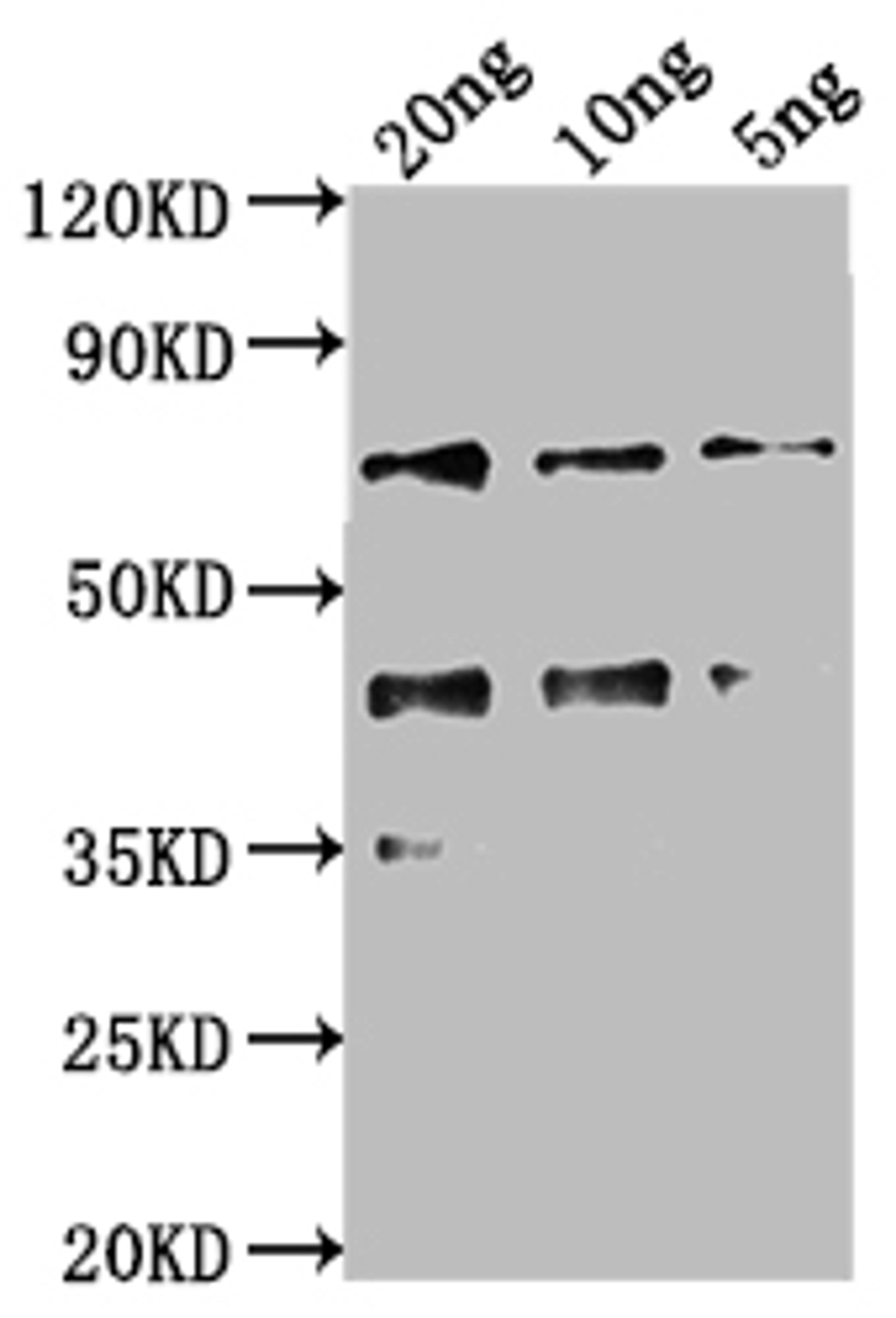 Western Blot. Positive WB detected in Recombinant protein. All lanes: kaiC antibody at 1:2000. Secondary. Goat polyclonal to rabbit IgG at 1/50000 dilution. Predicted band size: 56.8 kDa. Observed band size: 69 kDa. 