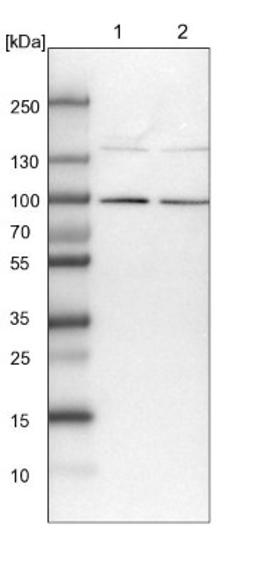 Western Blot: GLT25D2 Antibody [NBP1-90712] - Lane 1: NIH-3T3 cell lysate (Mouse embryonic fibroblast cells)<br/>Lane 2: NBT-II cell lysate (Rat Wistar bladder tumour cells)