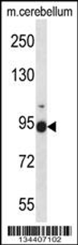 Western blot analysis in mouse cerebellum tissue lysates (35ug/lane).