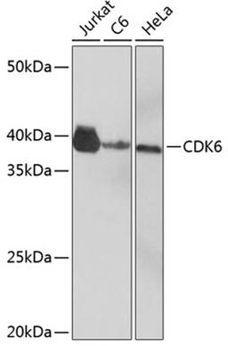 Western blot - CDK6 Rabbit mAb (A0106)