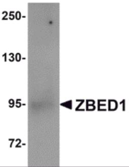 Western blot analysis of ZBED1 in A549 cell lysate with ZBED1 antibody at 1 μg/mL.