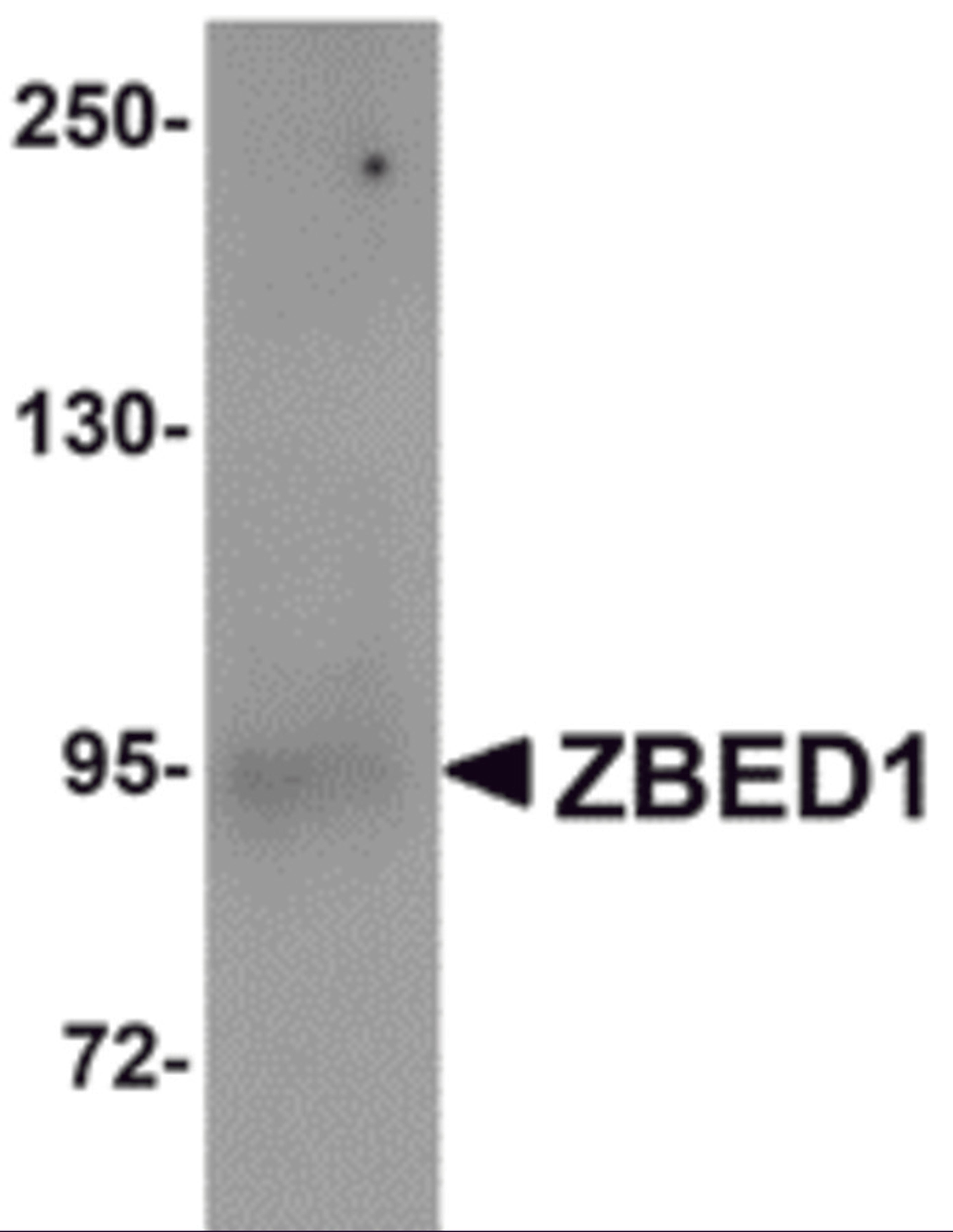 Western blot analysis of ZBED1 in A549 cell lysate with ZBED1 antibody at 1 μg/mL.