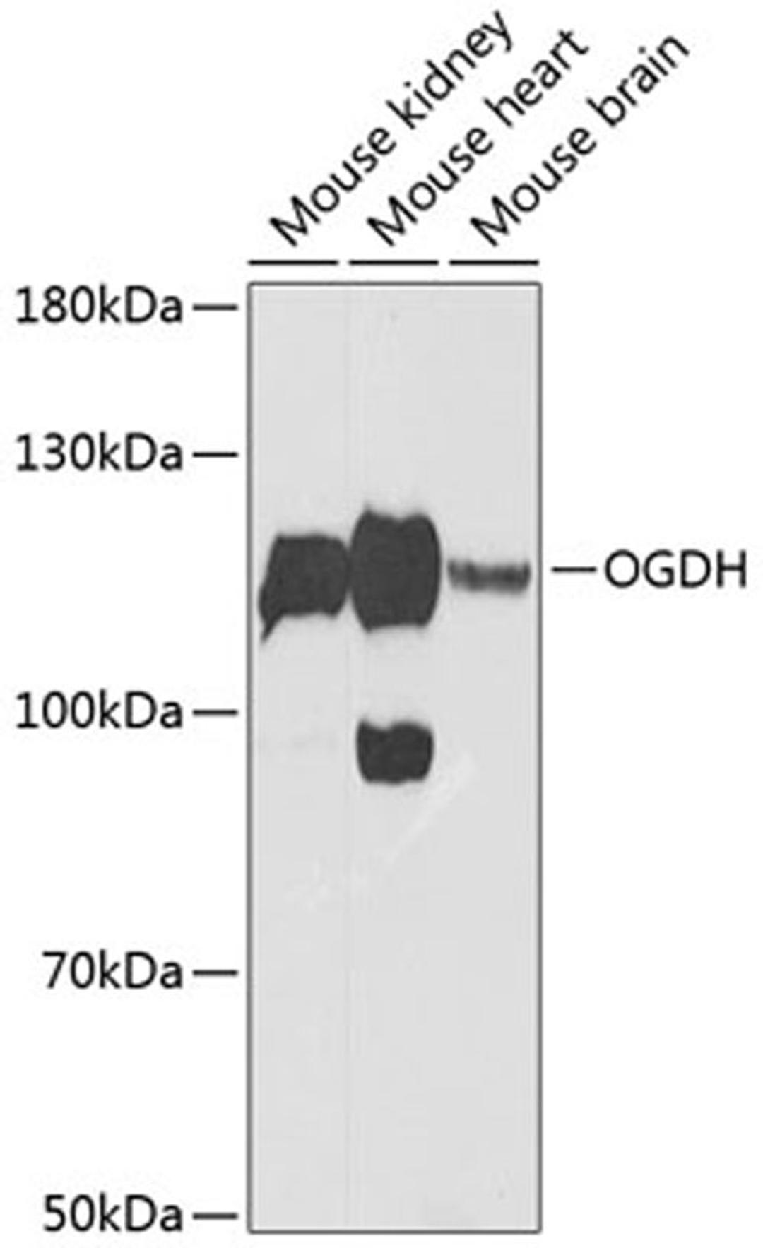 Western blot - OGDH Antibody (A12477)