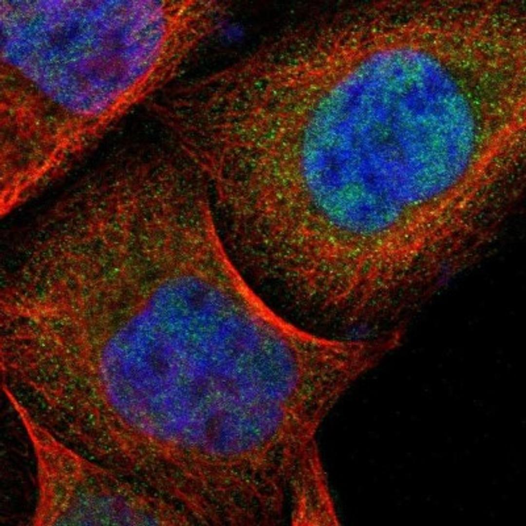 Immunocytochemistry/Immunofluorescence: UBL4A Antibody [NBP1-84956] - Staining of human cell line A-431 shows positivity in nucleus but not nucleoli, plasma membrane & cytoplasm.