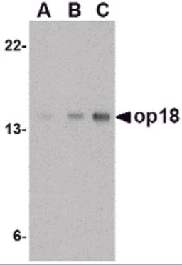 Western blot analysis of op18 in EL4 cell lysate with op18 antibody at (A) 0.5, (B) 1 and (C) 2 &#956;g/mL.