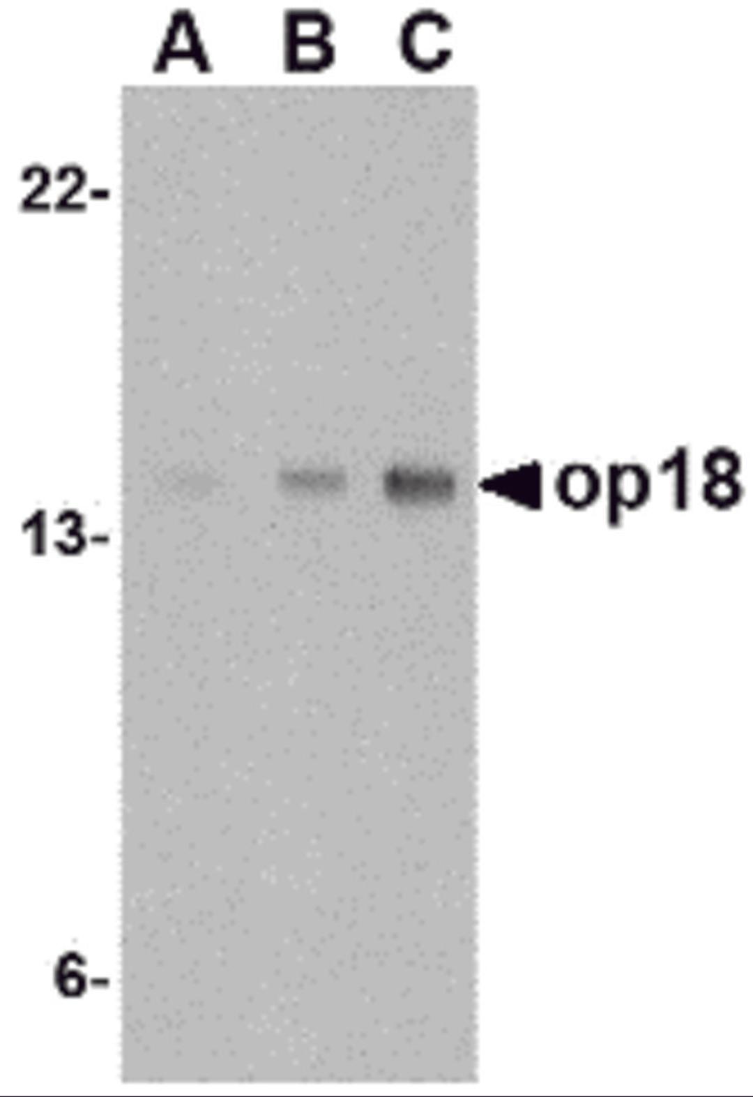 Western blot analysis of op18 in EL4 cell lysate with op18 antibody at (A) 0.5, (B) 1 and (C) 2 μg/mL.