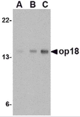 Western blot analysis of op18 in EL4 cell lysate with op18 antibody at (A) 0.5, (B) 1 and (C) 2 μg/mL.