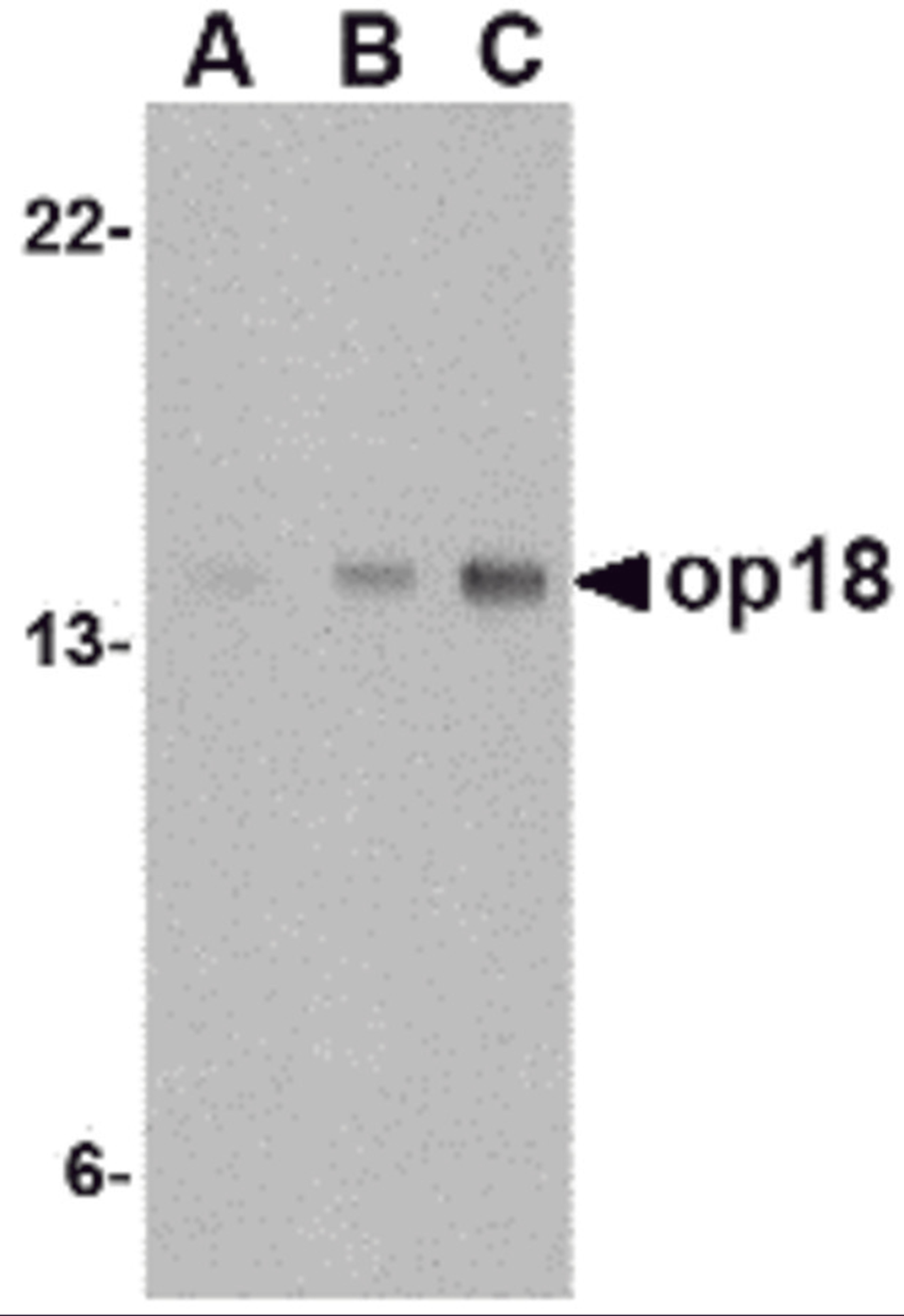 Western blot analysis of op18 in EL4 cell lysate with op18 antibody at (A) 0.5, (B) 1 and (C) 2 μg/mL.