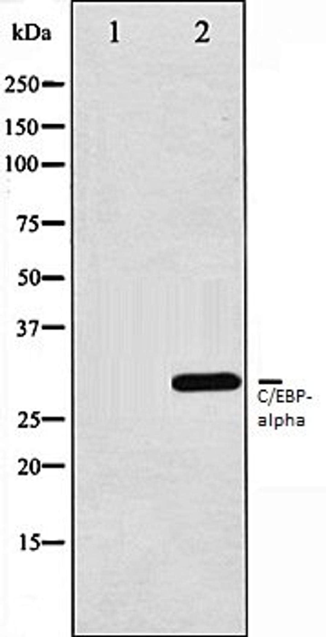 Western blot analysis of 293 whole cell lysates using C/EBP-alpha antibody, The lane on the left is treated with the antigen-specific peptide.