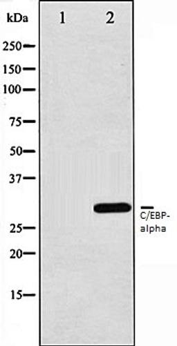 Western blot analysis of 293 whole cell lysates using C/EBP-alpha antibody, The lane on the left is treated with the antigen-specific peptide.