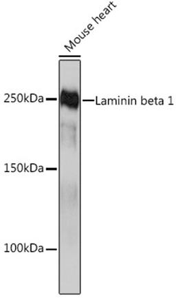 Western blot - Laminin beta 1 Rabbit mAb (A4373)