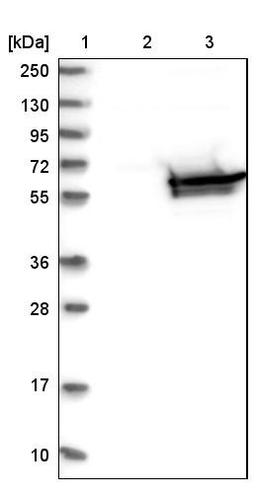 Western Blot: DPYS Antibody [NBP1-85224] - Lane 1: Marker [kDa] 250, 130, 95, 72, 55, 36, 28, 17, 10<br/>Lane 2: Negative control (vector only transfected HEK293T lysate)<br/>Lane 3: Over-expression lysate (Co-expressed with a C-terminal myc-DDK tag (~3.1 kDa) in mammalian HEK293T cells, LY419991)