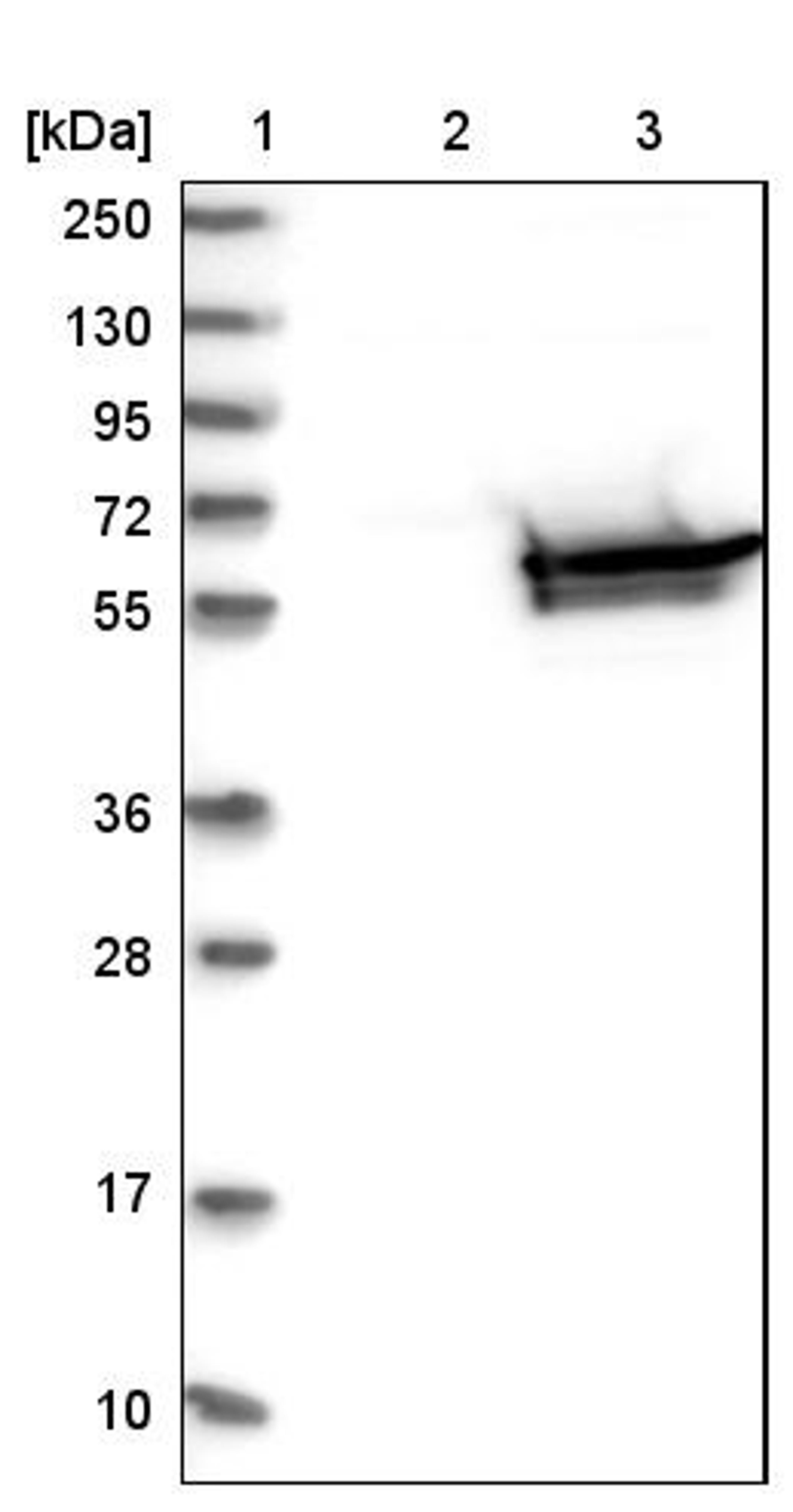 Western Blot: DPYS Antibody [NBP1-85224] - Lane 1: Marker [kDa] 250, 130, 95, 72, 55, 36, 28, 17, 10<br/>Lane 2: Negative control (vector only transfected HEK293T lysate)<br/>Lane 3: Over-expression lysate (Co-expressed with a C-terminal myc-DDK tag (~3.1 kDa) in mammalian HEK293T cells, LY419991)