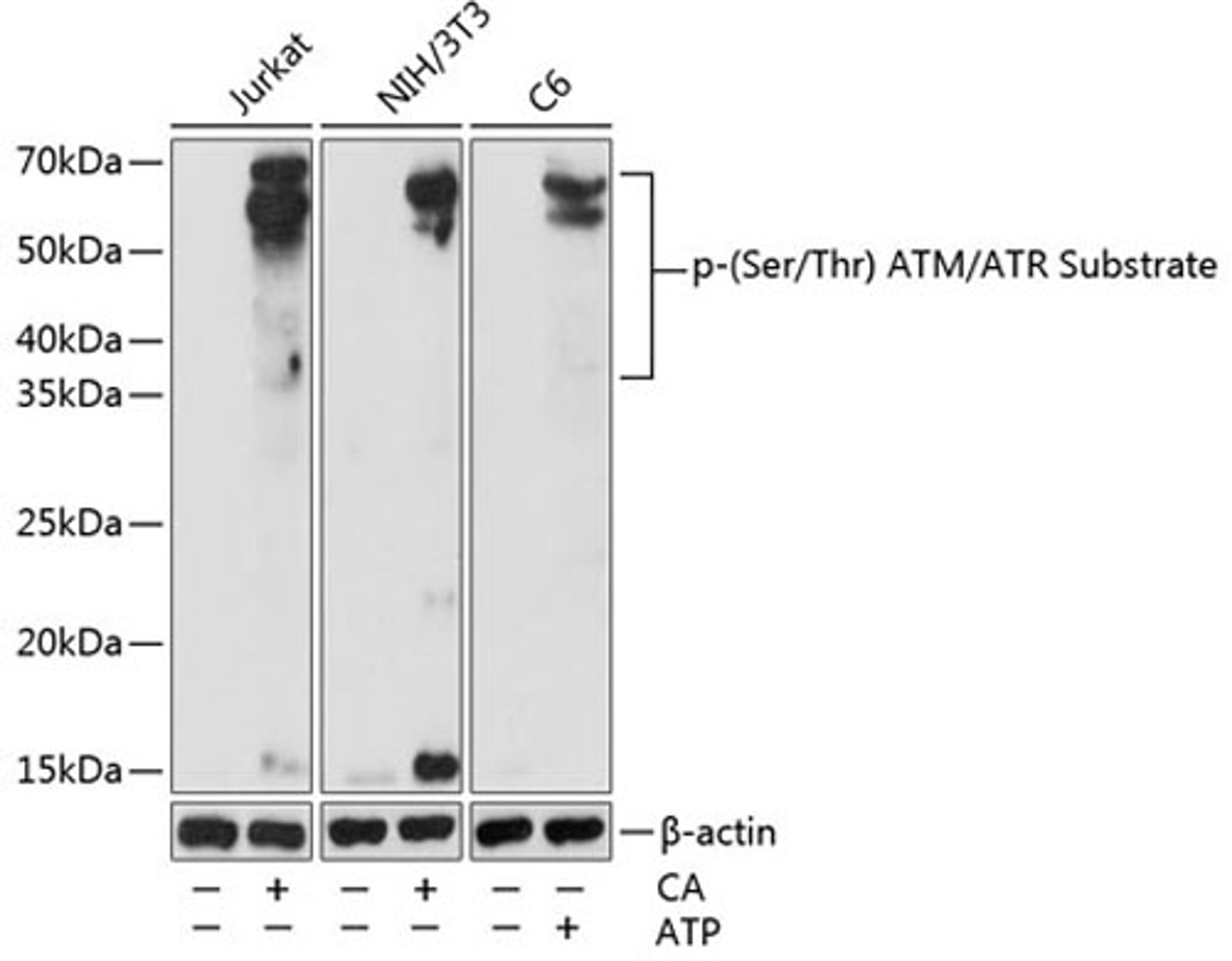 Western blot - Phospho-(Ser/Thr) ATM/ATR Substrate pAb (AP0933)