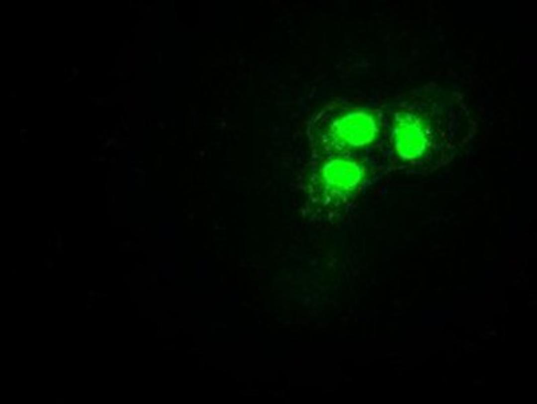 Immunocytochemistry/Immunofluorescence: Hes1 Antibody (4H1) [NBP1-47791] Staining of COS7 cells transiently transfected by pCMV6-ENTRY Hes1.