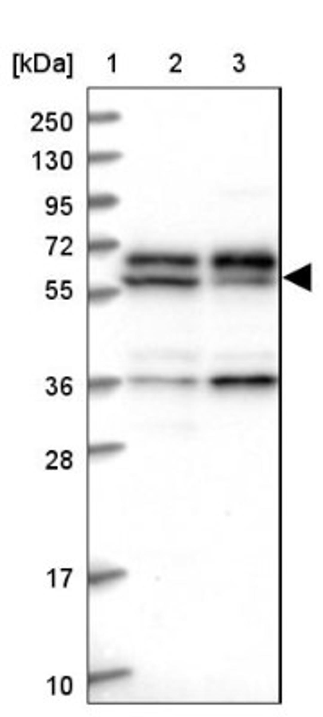 Western Blot: C15orf52 Antibody [NBP1-93764] - Lane 1: Marker [kDa] 250, 130, 95, 72, 55, 36, 28, 17, 10<br/>Lane 2: Human cell line RT-4<br/>Lane 3: Human cell line U-251MG sp