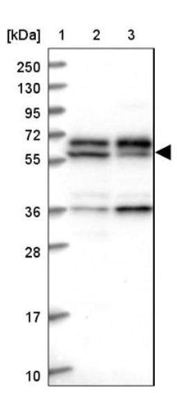 Western Blot: C15orf52 Antibody [NBP1-93764] - Lane 1: Marker [kDa] 250, 130, 95, 72, 55, 36, 28, 17, 10<br/>Lane 2: Human cell line RT-4<br/>Lane 3: Human cell line U-251MG sp