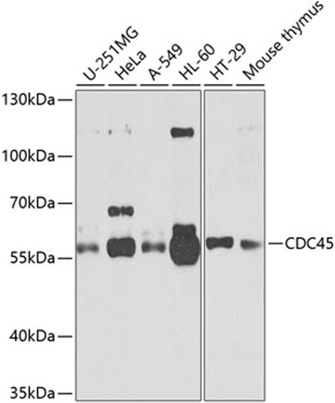 Western blot - cdc45 antibody (A2047)