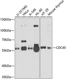 Western blot - cdc45 antibody (A2047)