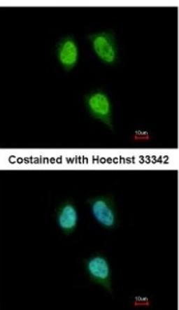 Immunocytochemistry/Immunofluorescence: PPIH Antibody [NBP2-19899] - Analysis of paraformaldehyde-fixed HeLa, using antibody at 1:200 dilution.