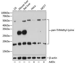 Western blot - pan-TriMethyl-lysine pAb (A18292)