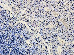 IHC-P image of guinea pig lymph node tissue using anti-FPR1 (2.5 ug/ml)