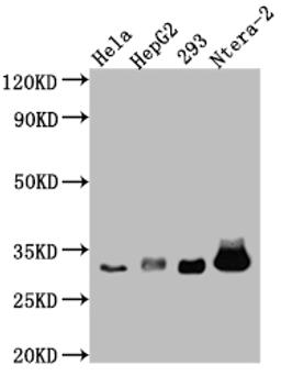 Western Blot. Positive WB detected in: Hela whole cell lysate, HepG2 whole cell lysate, HEK293 whole cell lysate, Ntera-2 whole cell lysate. All lanes: pro Caspase 3 antibody at 1:1000. Secondary. Goat polyclonal to rabbit IgG at 1/50000 dilution. Predicted band size: 32 kDa. Observed band size: 32 kDa.