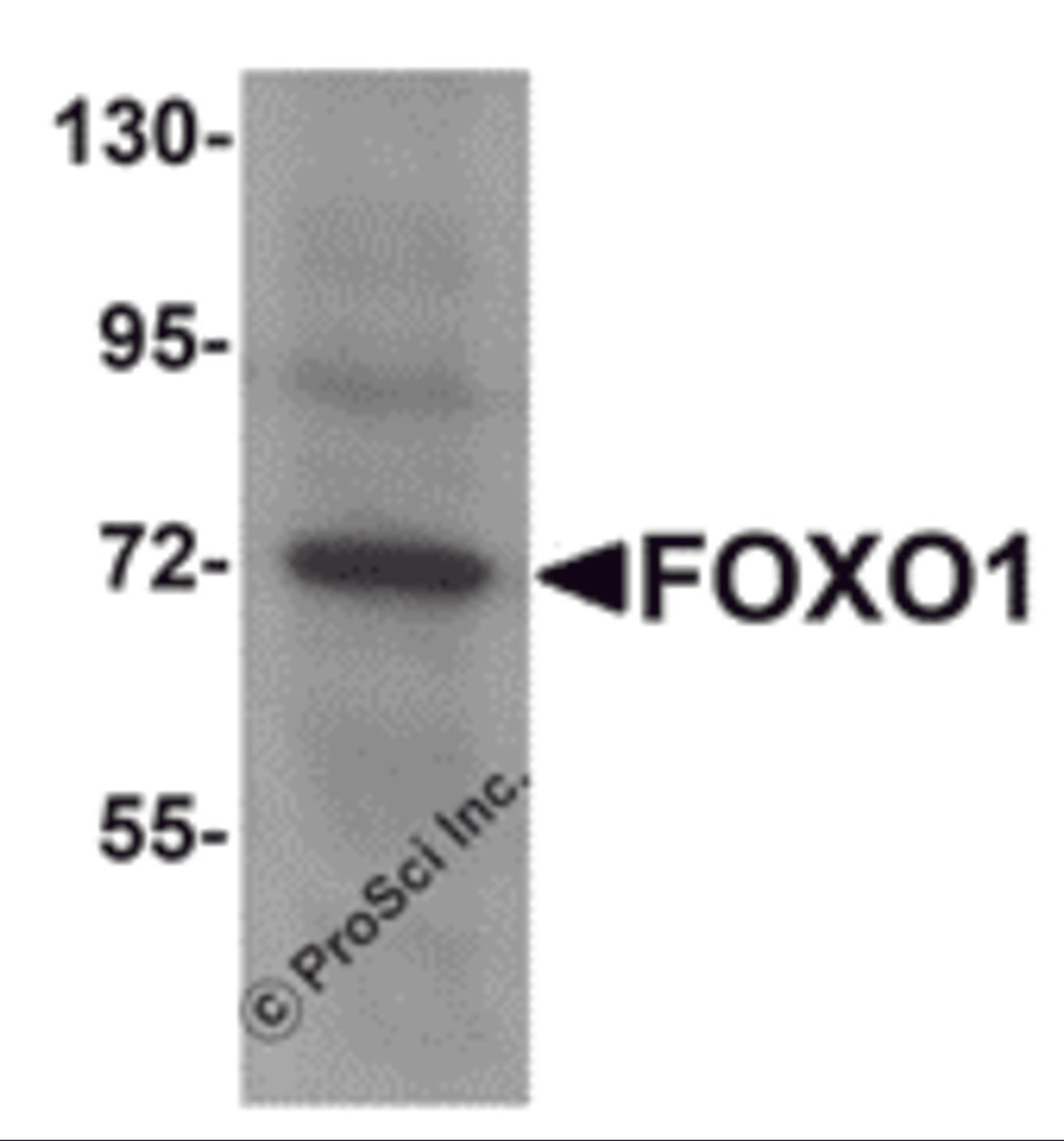 Western blot analysis of FOXO1 in Hela cell lysate with FOXO1 antibody at 1 &#956;g/mL.