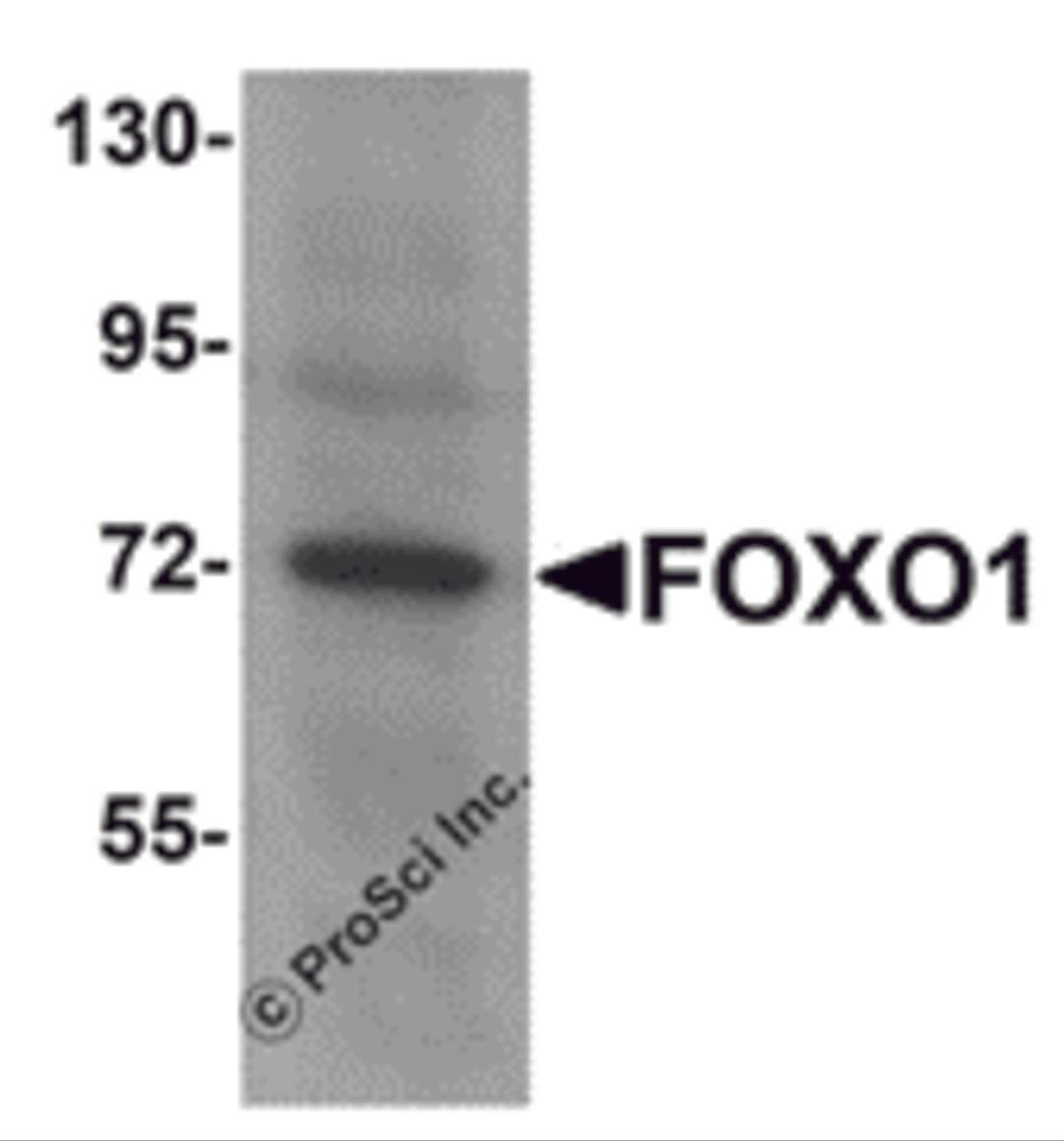 Western blot analysis of FOXO1 in Hela cell lysate with FOXO1 antibody at 1 μg/mL.
