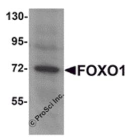 Western blot analysis of FOXO1 in Hela cell lysate with FOXO1 antibody at 1 μg/mL.